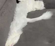 우리집 고양이 자는모습 보고 갈래?