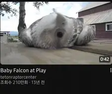 새 똥꾸멍 짤