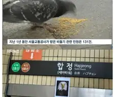 둘기 : 에휴...ㅅㅂ 애쓴다 ㅉㅉㅉㅉ