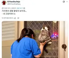 경찰차 구경하는 고양이와 집사.jpg