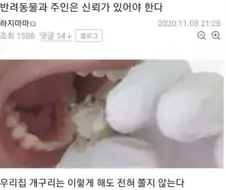 반려동물과 주인은 신뢰가 있어야한다.