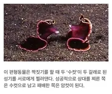 승부가 나지 않는 발기토.jpg
