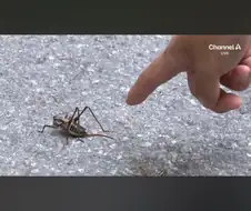 러브버그는 우리 중 최약체였지.