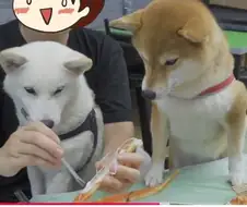 애견 유튜버한테 입양 가능하냔 댓글들이 달린다