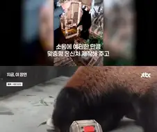 서울대공원서 멸종위기종 ＇레서판다＇ 두 마리 탄생…국내 첫 자연번식