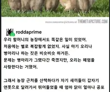 아기 오리를 기르는 암탉의 모성애