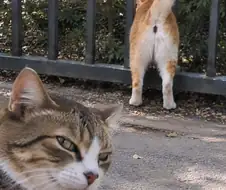 이것도 ai 짤이였구나