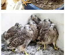 촉법 동물 황조롱이: 난 법적으로 보호받는다구ㅋ