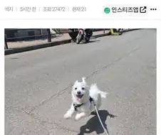 오후 반차내고 집에 와서 멍멍이와 산책 중