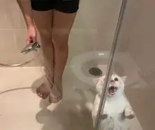 고양이 쉽게 목욕시키는 방법