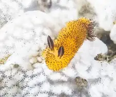 귀여운 바다생물 보고가