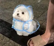 너희 우비 입은 갱얼쥐 본적 있어?
