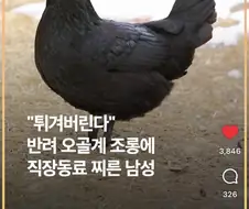 애완닭 조롱한 상사 찌른 남성.jpg