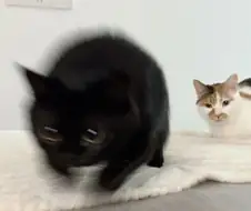 "받아랏! 필살 블랙홀 크러스터어어어~!!!"
