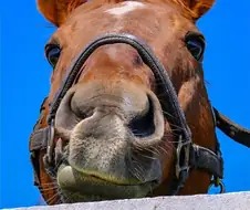 말딸)개쩌는 세기말패왕짤