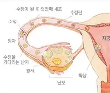 정자난자미팅룸은 자궁이 아니라 나팔관이래