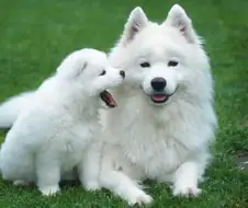 내 최애견종은 사모예드야