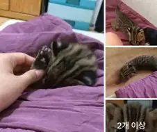 새끼 고양이를 주워왔는데 아무래도 족보있는 고양이 같아요