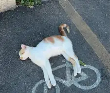 자전거 타는 고양이