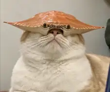 게냥이