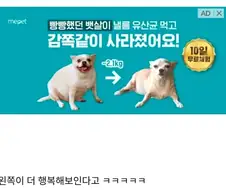 개의 행복을 앗아간 광고