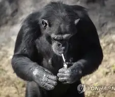 북한 동물원의 침팬지
