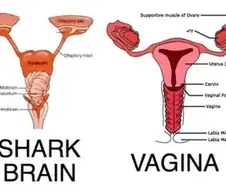 상어의 뇌