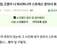 주인이 퇴사하니까 스트레스로 토하기 시작한 고양이.jpg