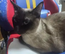 한때는 게이밍 의자였었던 것.....