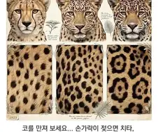 점박이 고양이 구분법
