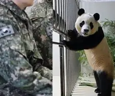 솔직히 늑구뉴스가 예비군 뉴스보다 많은게 새삼스러울것도 없는 이유