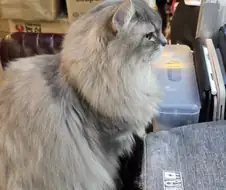 만화카페 고양이