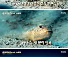 바닷속에 생긴 미스테리서클 jpg.