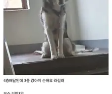 3층 순한맛 허스키 강아지.jpg