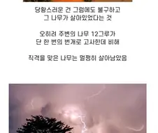 경쟁자 죽여버리겠다고 고통나누기 쓰는 나무.