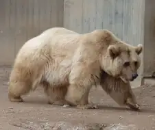 백합 온나화로 북극곰 걱정은 안 해도 됨