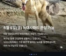 대전 오월드 늑구 공개
