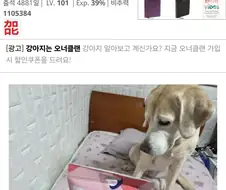 「반으로 갈라져서 죽어」