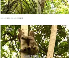 나무늘보 시점 공포 슬래셔 무비