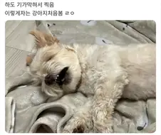 견생 첫 등산다녀온날...