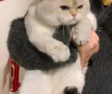 심기가 불편한 품 속의 고양이