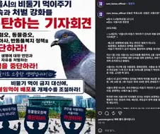 비둘기도 소중한 생명입니다 !!
