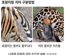 호랑이 치타 구분 방법