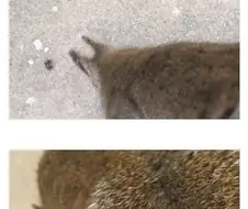 " 뭐야 ㅋㅋㅋㅋㅋㅋㅋㅋ청솔모한테 소매넣기 당함 ㅋㅋㅋㅋㅋ"