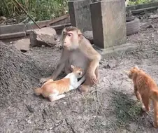 "원숭이 아저씨는 완전히 멘탈이 나가버렸습니다."