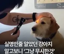 실명인줄 알았던 강아지 알고보니.jpg