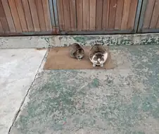 분명 길냥이들 사진 찍어봤는데...길냥이가 아닌 것 같다...