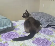 집사에게 다가와서 달라붙는 고양이