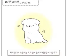 얼굴털이 다 밀려버린 아기 강아지의 사정.manhwa