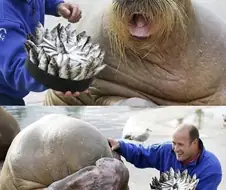 최고의 생일상을 받은 바다코끼리